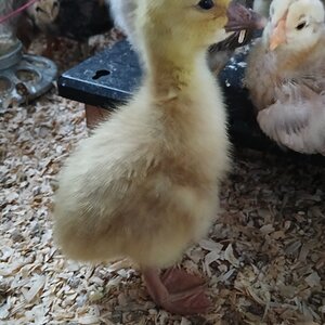 Cutest Baby Fowl Photo Contest—16th Annual 297.jpg