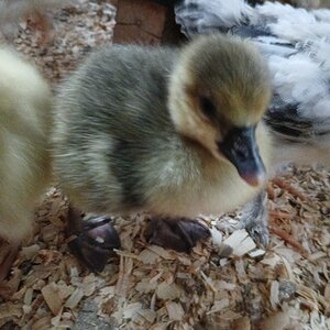 Cutest Baby Fowl Photo Contest—16th Annual 298.jpg