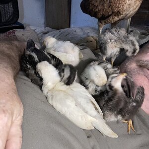 Cutest Baby Fowl Photo Contest—16th Annual 299.jpg