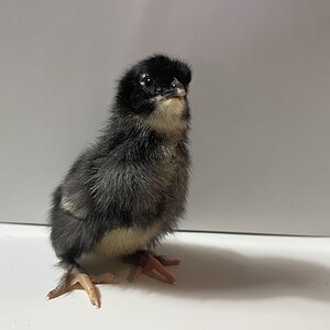 Cutest Baby Fowl Photo Contest—16th Annual 300.jpg