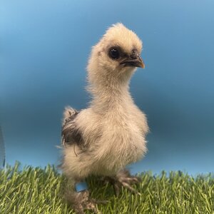Cutest Baby Fowl Photo Contest—16th Annual 301.jpg