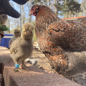 Cutest Baby Fowl Photo Contest—16th Annual 302.jpg
