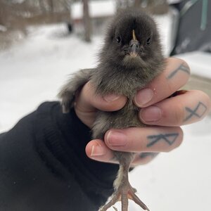 Cutest Baby Fowl Photo Contest—16th Annual 303.jpg