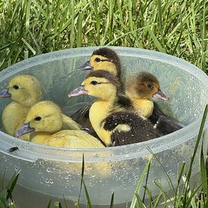Cutest Baby Fowl Photo Contest—16th Annual 304.jpg
