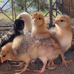 Cutest Baby Fowl Photo Contest—16th Annual 305.jpg