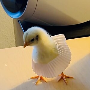 Cutest Baby Fowl Photo Contest—16th Annual 306.jpg