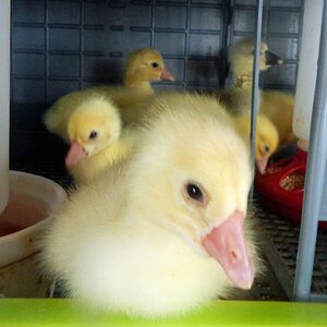 Cutest Baby Fowl Photo Contest—16th Annual 307.jpg