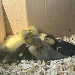 Cutest Baby Fowl Photo Contest—16th Annual 310.jpg