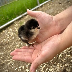 Cutest Baby Fowl Photo Contest—16th Annual 312.jpg