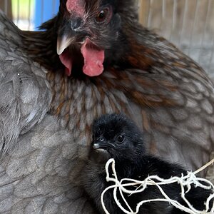 Cutest Baby Fowl Photo Contest—16th Annual 313.jpg