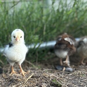 Cutest Baby Fowl Photo Contest—16th Annual 314.jpg