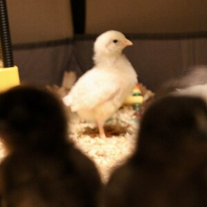 Cutest Baby Fowl Photo Contest—16th Annual 315.jpg