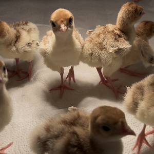 Cutest Baby Fowl Photo Contest—16th Annual 316.png