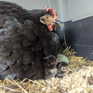 Cutest Baby Fowl Photo Contest—16th Annual 318.jpg