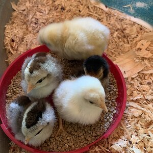 Cutest Baby Fowl Photo Contest—16th Annual 321.jpg