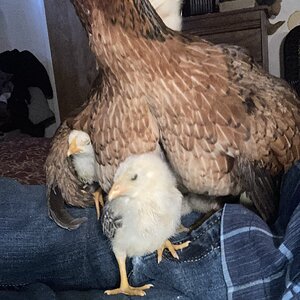 Cutest Baby Fowl Photo Contest—16th Annual 325.jpg
