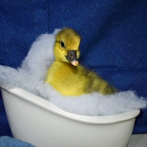 Cutest Baby Fowl Photo Contest—16th Annual 333.jpg
