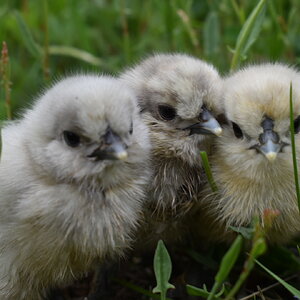 Cutest Baby Fowl Photo Contest—16th Annual 335.jpg