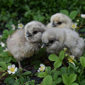Cutest Baby Fowl Photo Contest—16th Annual 336.jpg