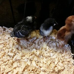 Cutest Baby Fowl Photo Contest—16th Annual 338.jpg
