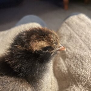 Cutest Baby Fowl Photo Contest—16th Annual 339.jpg