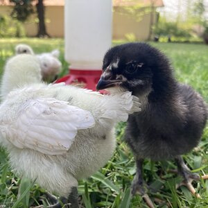 Cutest Baby Fowl Photo Contest—16th Annual 341.jpg