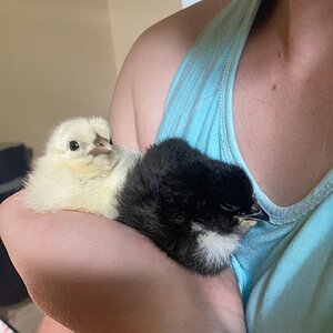 Cutest Baby Fowl Photo Contest—16th Annual 342.jpg
