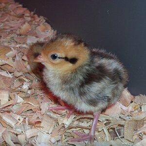 Cutest Baby Fowl Photo Contest—16th Annual 345.jpg