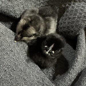 Cutest Baby Fowl Photo Contest—16th Annual 346.jpg