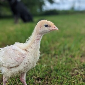 Cutest Baby Fowl Photo Contest—16th Annual 375.jpg