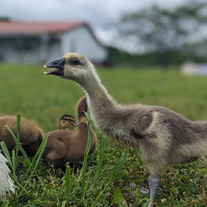 Cutest Baby Fowl Photo Contest—16th Annual 376.jpg