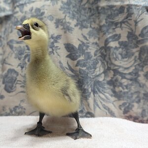 Cutest Baby Fowl Photo Contest—16th Annual 377.jpg