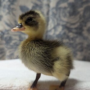 Cutest Baby Fowl Photo Contest—16th Annual 378.jpg
