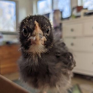 Cutest Baby Fowl Photo Contest—16th Annual 380.jpg