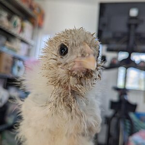 Cutest Baby Fowl Photo Contest—16th Annual 382.jpg