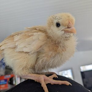 Cutest Baby Fowl Photo Contest—16th Annual 383.jpg