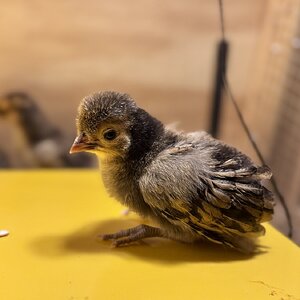 Cutest Baby Fowl Photo Contest—16th Annual 384.jpg