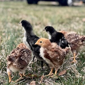 Cutest Baby Fowl Photo Contest—16th Annual 386.jpg