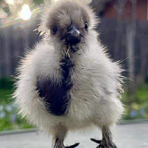 Cutest Baby Fowl Photo Contest—16th Annual 389.jpg