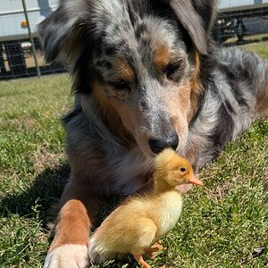 Cutest Baby Fowl Photo Contest—16th Annual 390.jpg