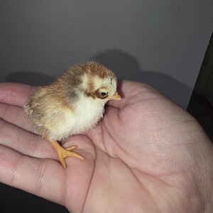 Cutest Baby Fowl Photo Contest—16th Annual 391.jpg