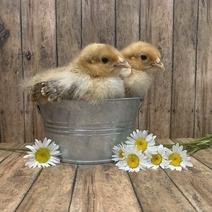 Cutest Baby Fowl Photo Contest—16th Annual 392.jpg