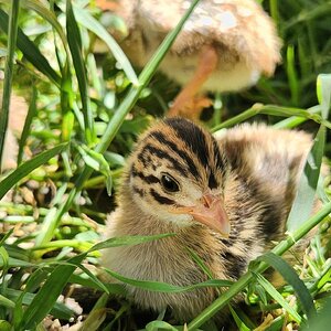 Cutest Baby Fowl Photo Contest—16th Annual 393.jpg