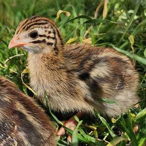 Cutest Baby Fowl Photo Contest—16th Annual 394.jpg