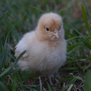 Cutest Baby Fowl Photo Contest—16th Annual 395.jpg