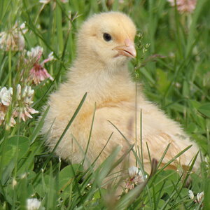 Cutest Baby Fowl Photo Contest—16th Annual 396.jpg