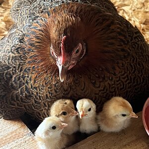Cutest Baby Fowl Photo Contest—16th Annual 398.jpg