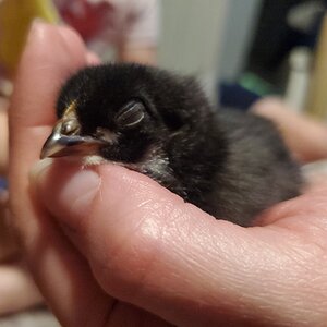 Cutest Baby Fowl Photo Contest—16th Annual 400.jpg