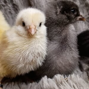 Cutest Baby Fowl Photo Contest—16th Annual 401.jpg