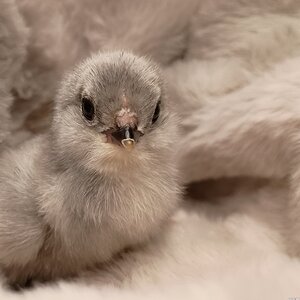 Cutest Baby Fowl Photo Contest—16th Annual 402.jpg
